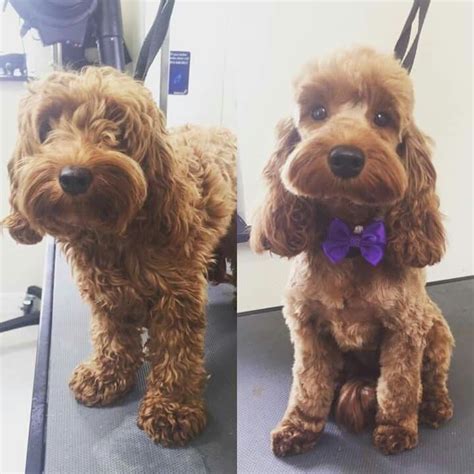 cockapoo haircuts|More.